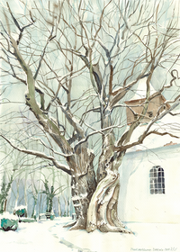 Birkholz (bei Beeskow) Maulbeerbaum an der Kirche